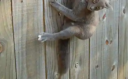 Кот лузер!