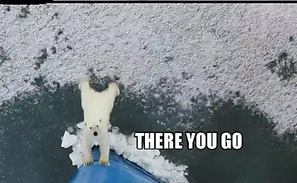 Good Guy Polar Bear