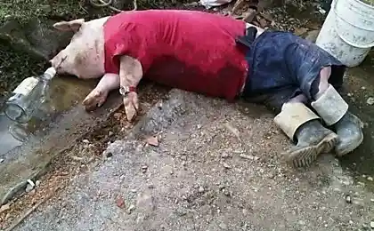 Не превращайтесь в свиней!