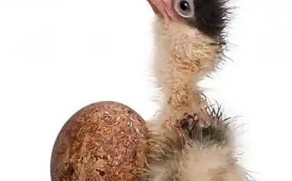 Вылупившиеся из яйца (6 фотографий)