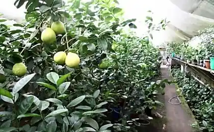 Будинок-зелений, або як не платити за овочі та фрукти