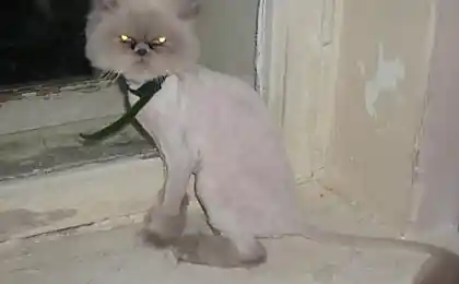 Стрижка персидских кошек