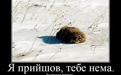 Ойхтойта? Это новый отжиг о манулах! (17 фото)