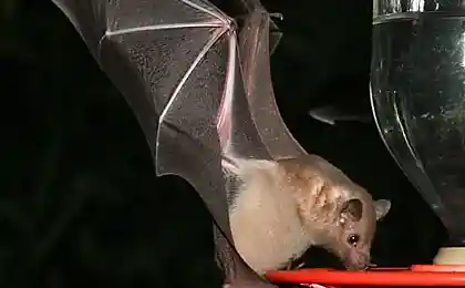 Кормушка для летучих мышей (10 фото)