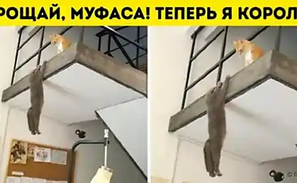 15 доказательств того, что именно кот — царь зверей