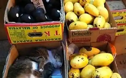 Килограмм котэ пожалуйста ...)))