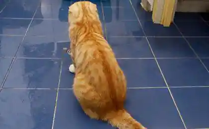 Купание кошака