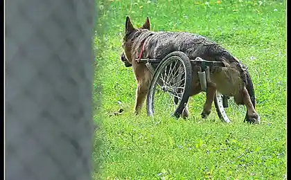 Друг навсегда (4 фото)