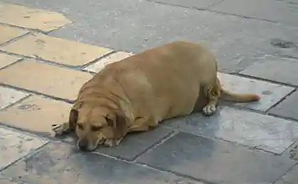 Домашние животные