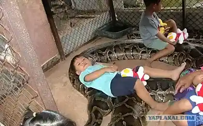 Питон и малыши