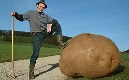 Хороший урожай .....))))