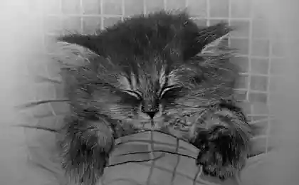 Рисованные коты