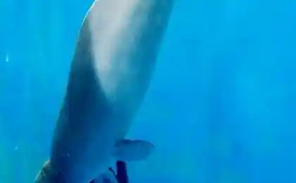 Dolphin-beluga savior (3 фото)