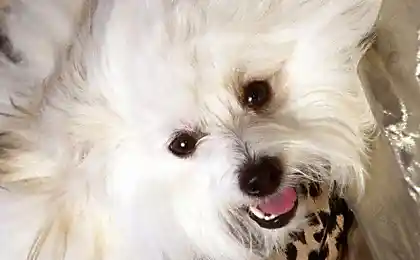 Dogs