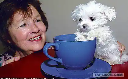 Собачка на брелок