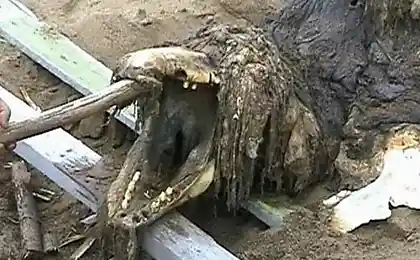 Тихоокеанское чудище