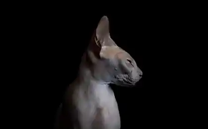 Мистерські коти Sphinx в роботах фотографа Алісія Ріуса