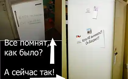 Коты в холодильниках