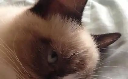 Disgruntled Cat Tard (6 фото + відео)