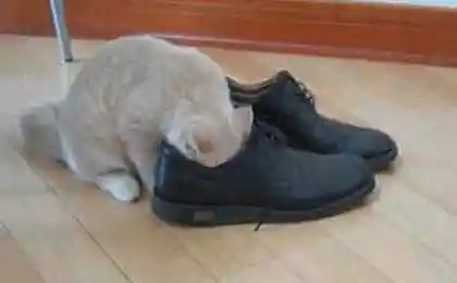 Приход для кота
