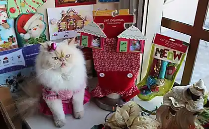 有趣的猫的时尚（58张照片）