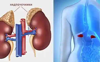Как поддержать надпочечники без медикаментов: Экология здоровья