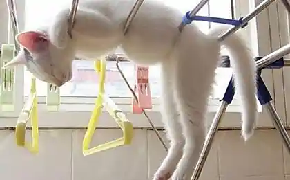 Коты отдыхают (45 фотографий)