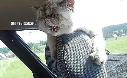 Жрать давай