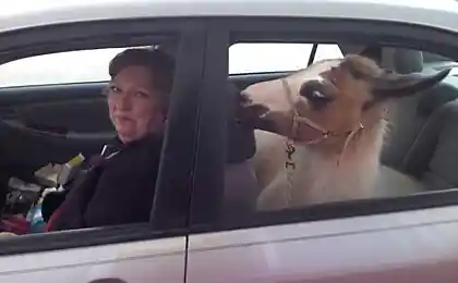 На случай, если заберут права