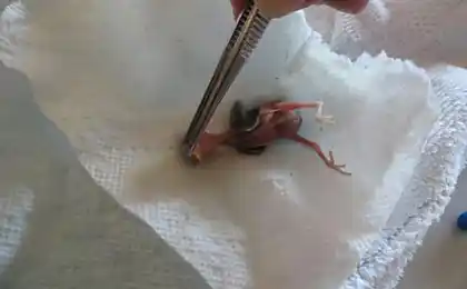 Фіт з курча
