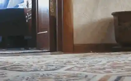 Не, я не кот. Не знаю, кто