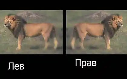 Лев прав?