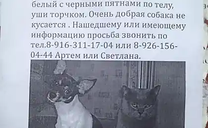 Я думаю, що кішка знає щось.