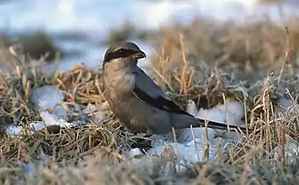 Кладовая сорокопута