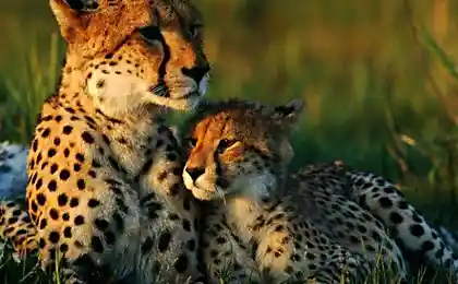 Animal Mothers and Babies
