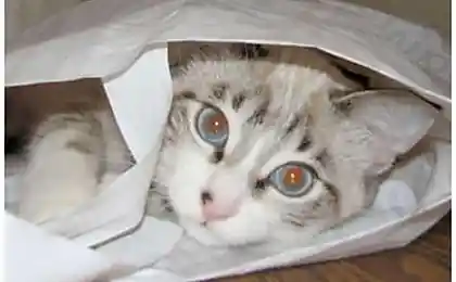 Коты в засаде