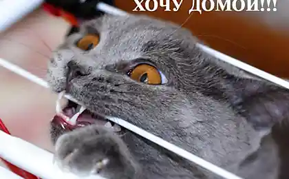 Как мы всё таки похожи...