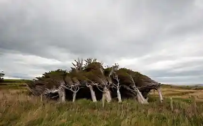 Наклонные деревья