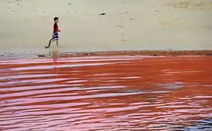 Scarlet Ocean в Сіднеї