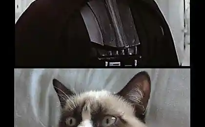 Котэ для тёмного лорда