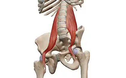 músculo lumbar - útero para los riñones