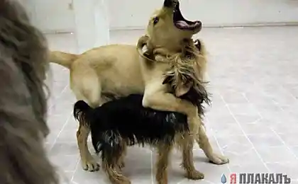 Спаем Корещъ?
