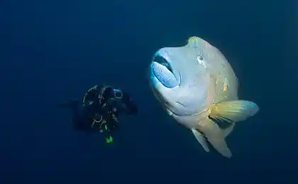 "Fish" Napoleon "