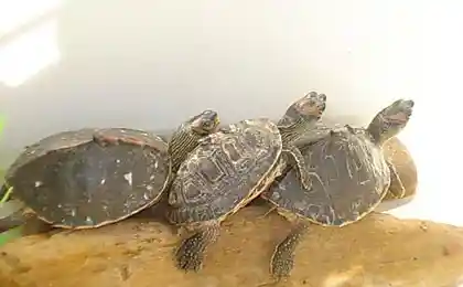 Мы на солнушке ляжим (5 фото)