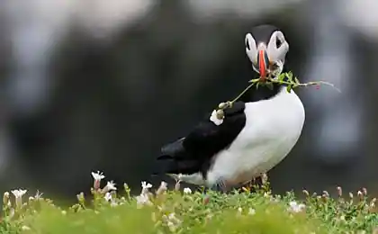 Пернатая любовь в фотографиях