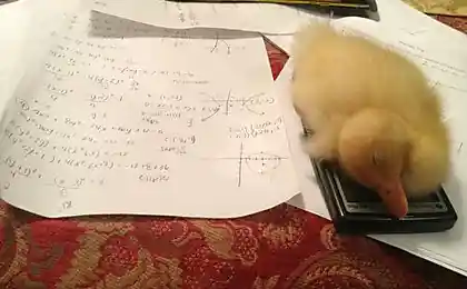 Не осилил