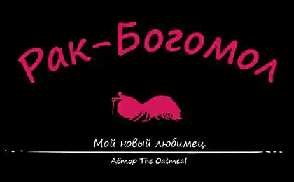 Мой новый любимец