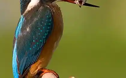 Застывашая природа