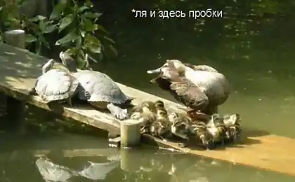 Ну ёёё... и здесь пробки!