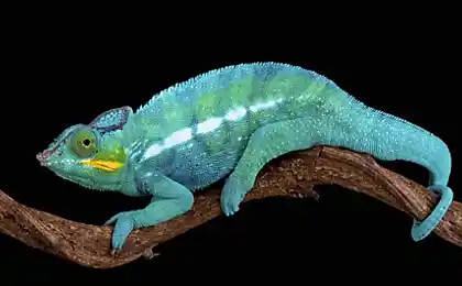 11 nuevas especies de camaleones de una pandilla de biólogos en madagascar
